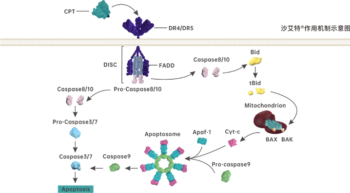 bevictor伟德官网生物沙艾特?天下首批发货，，，，为RRMM治疗再添新实力_bevictor伟德官网 -神经药物生产基地
