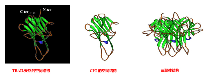 2020 CSCO重磅丨陈文明教授：国家Ⅰ类新药CPT联合TD治疗复发或难治MM体现怎样？？？？？？_bevictor伟德官网 -神经药物生产基地