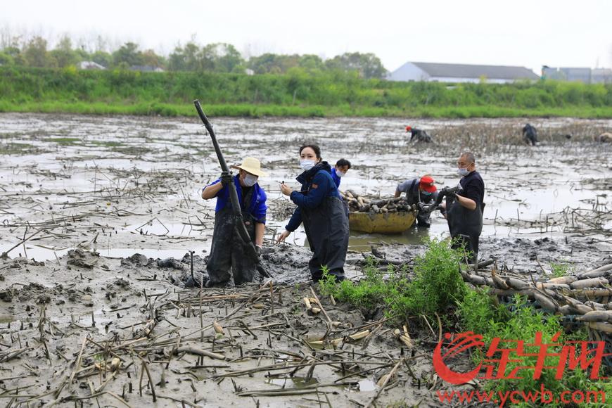 公益助农战“疫”，，，，，，企业相助共赢_bevictor伟德官网 -神经药物生产基地